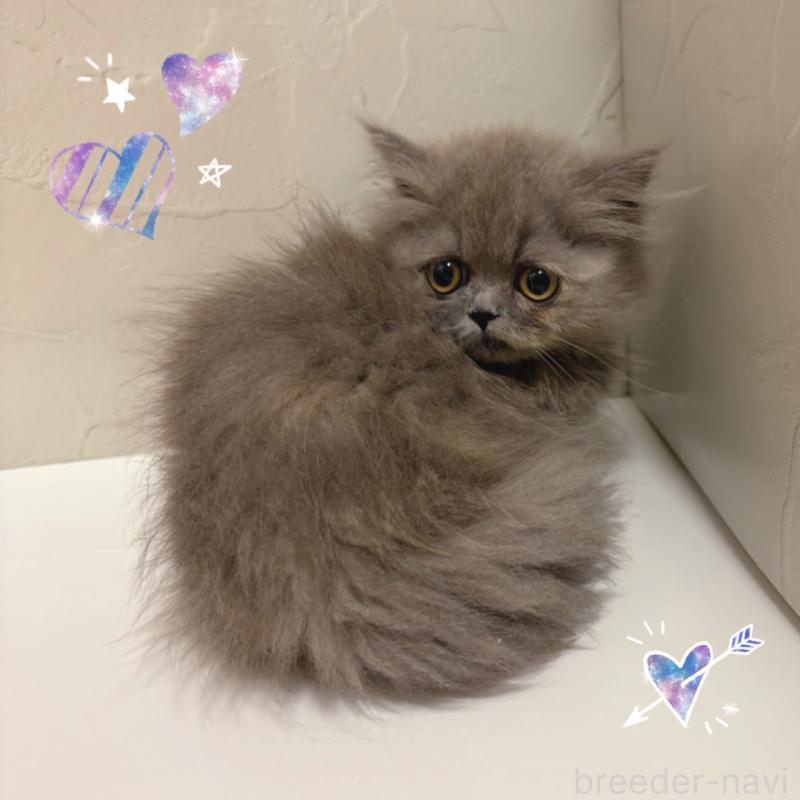 販売中の東京都のミヌエット(短足)-129633の2枚目