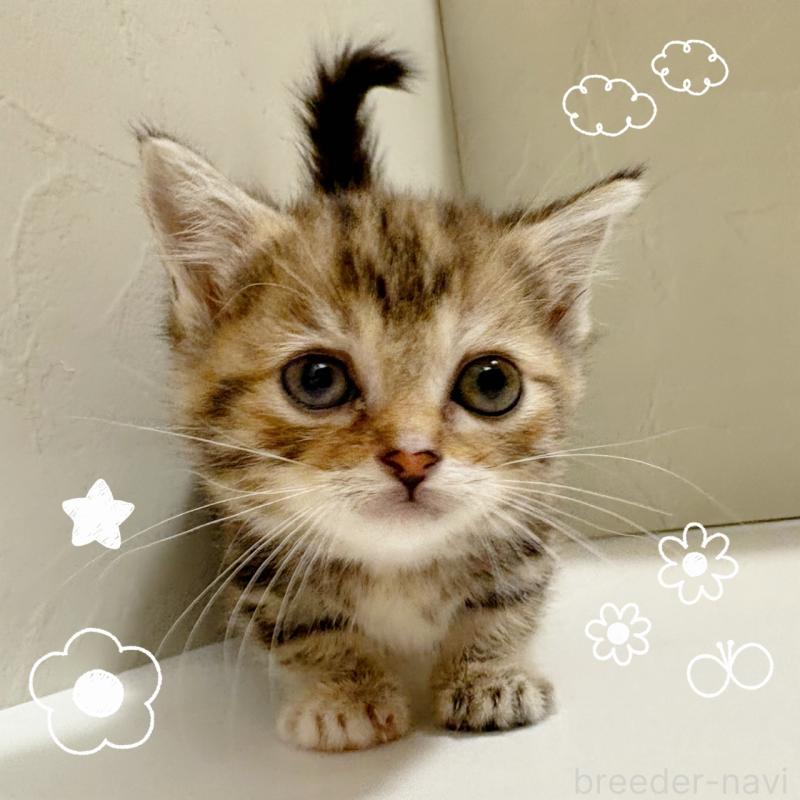 商談中の東京都のマンチカン(短足)-129636の1枚目