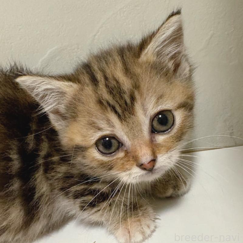 商談中の東京都のマンチカン(短足)-129636の5枚目