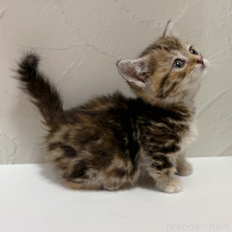 商談中の東京都のマンチカン(短足)-129636の4枚目