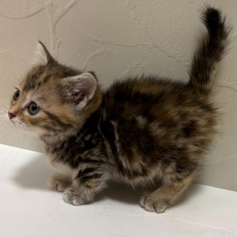 商談中の東京都のマンチカン(短足)-129636の3枚目