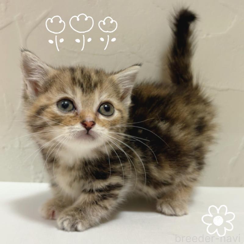 商談中の東京都のマンチカン(短足)-129636の2枚目