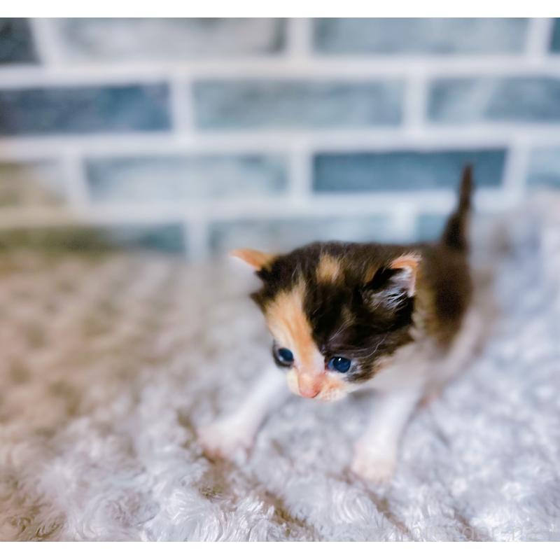 販売中の鹿児島県のミックス-127769の6枚目