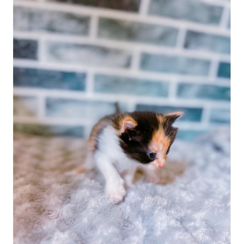 販売中の鹿児島県のミックス-127769の5枚目