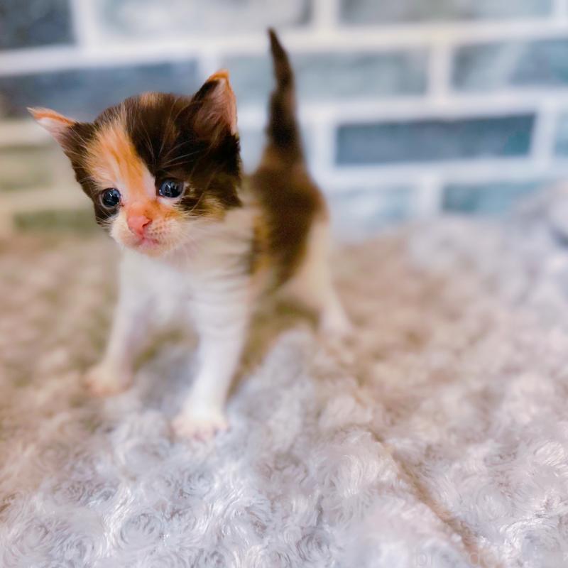 販売中ののミックス-127769