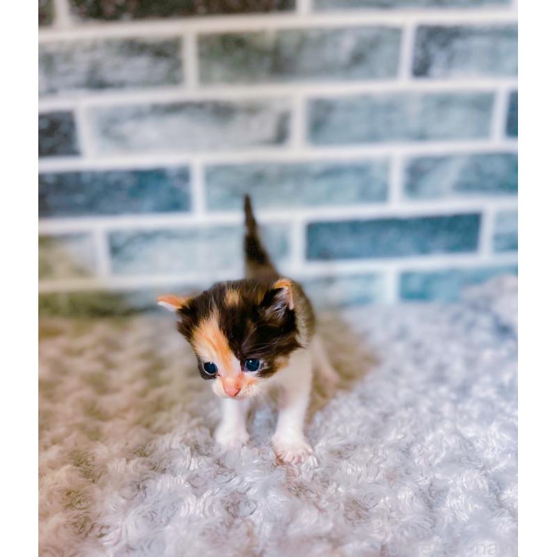 販売中の鹿児島県のミックス-127769の4枚目