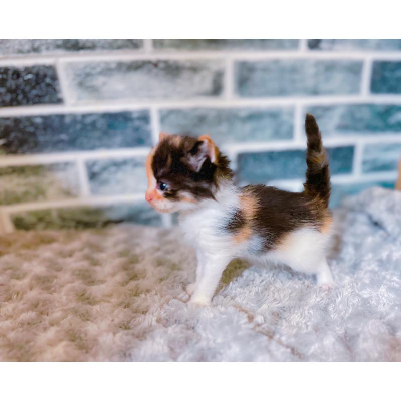 販売中の鹿児島県のミックス-127769の3枚目