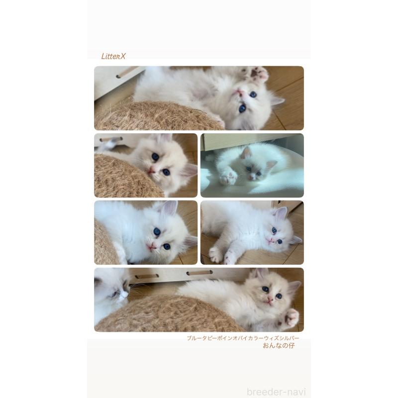 販売中の北海道のサイベリアン-129638の2枚目