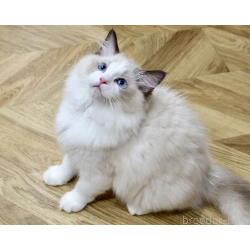 販売中の山梨県のラグドール-124577の6枚目