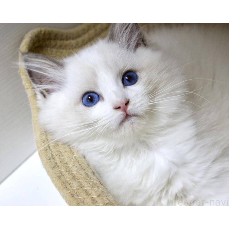 販売中の山梨県のラグドール-128444の14枚目