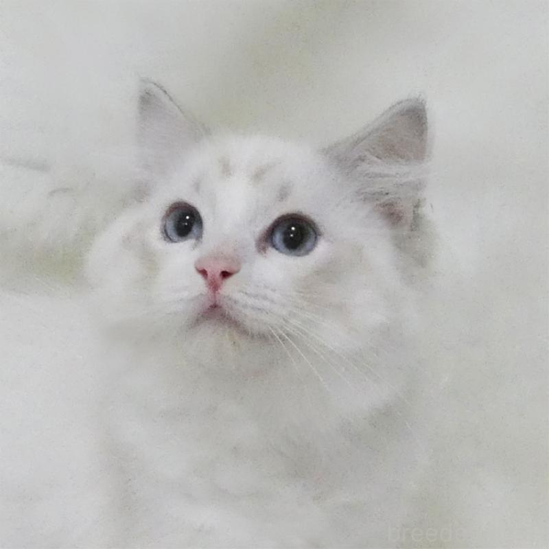 販売中の茨城県のラグドール-128117