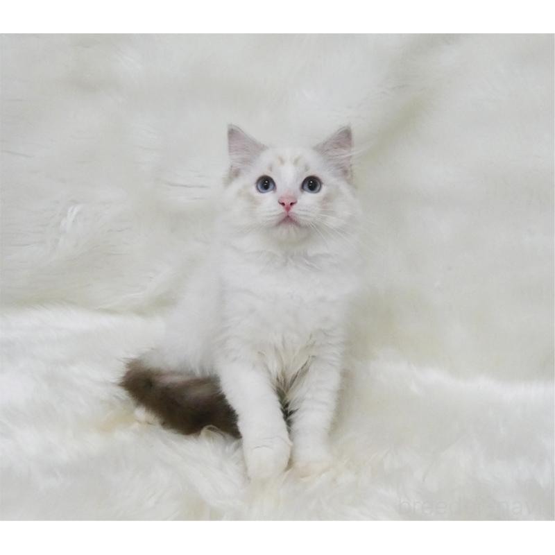 販売中の茨城県のラグドール-128117の3枚目