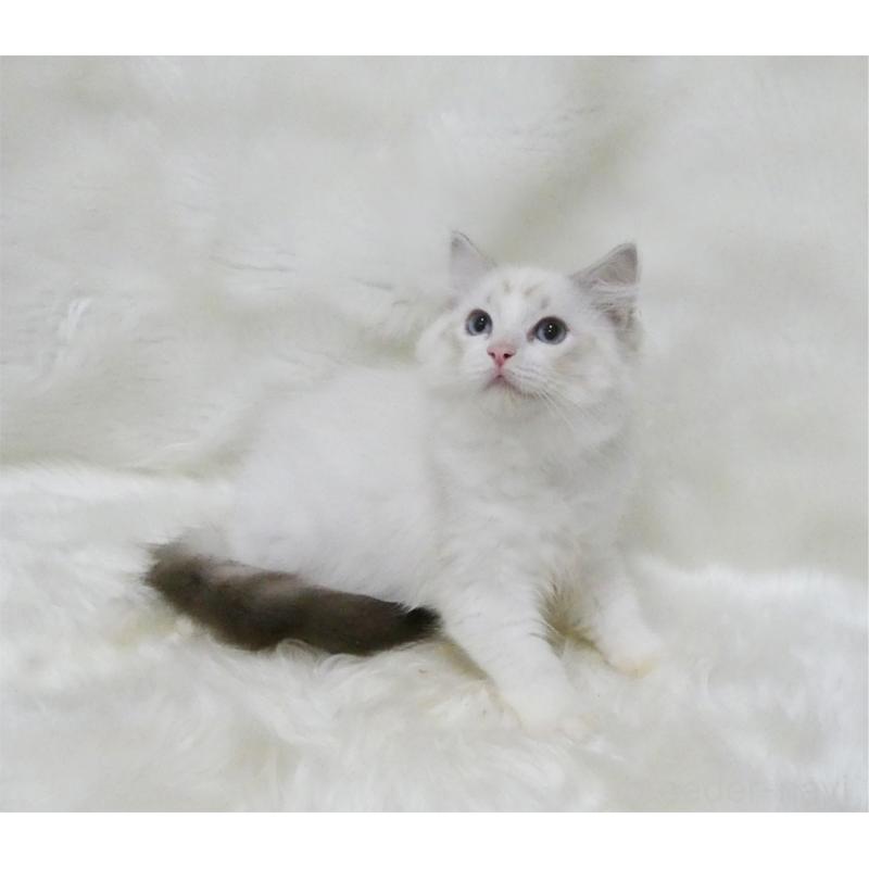 販売中の茨城県のラグドール-128117の2枚目