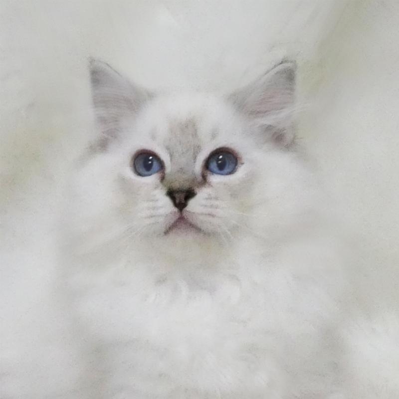 販売中の茨城県のラグドール-128116