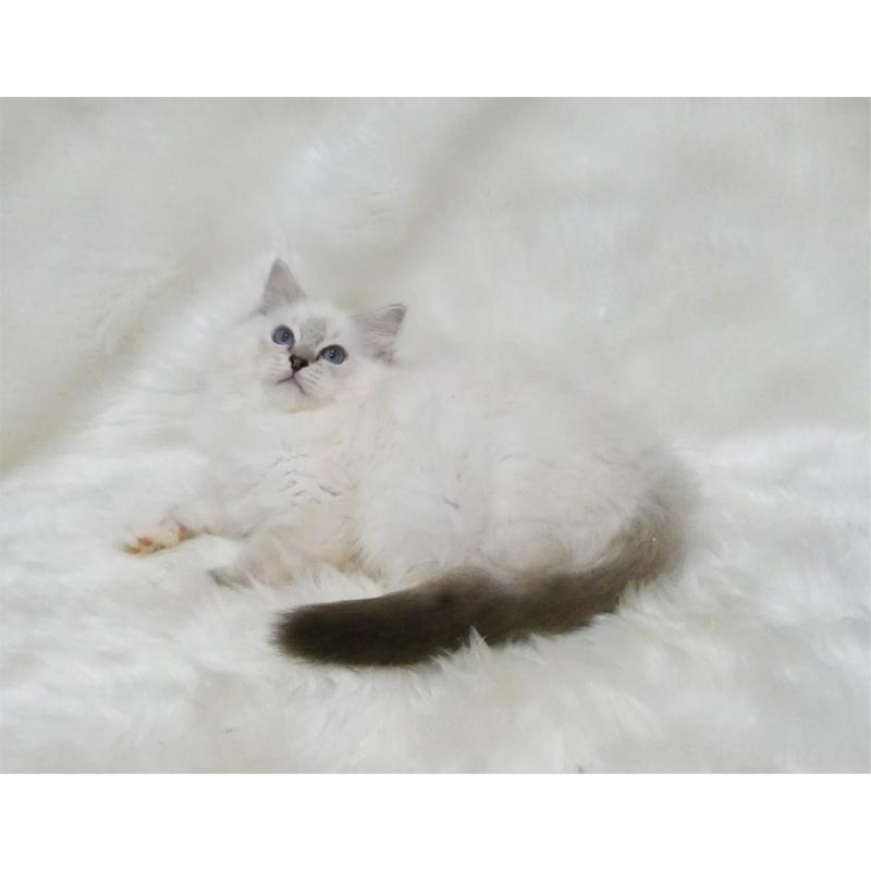 販売中の茨城県のラグドール-128116の4枚目