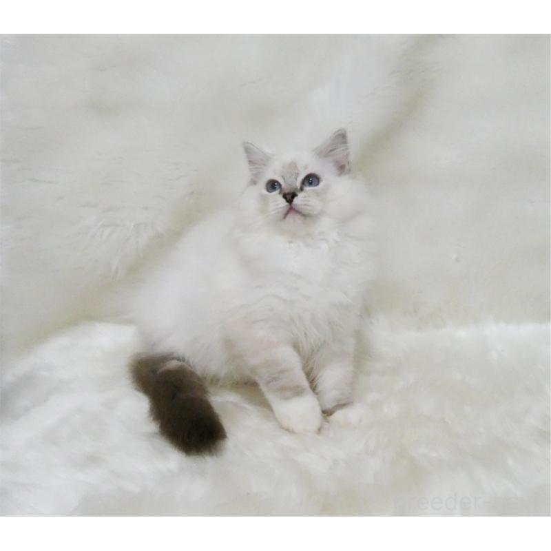 販売中の茨城県のラグドール-128116の3枚目