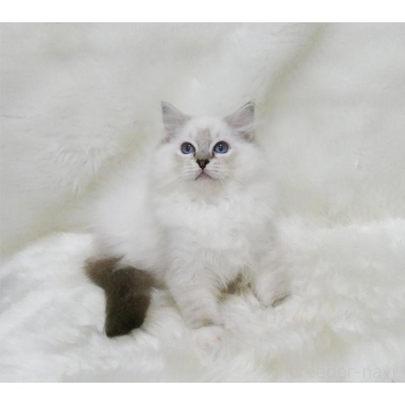 販売中の茨城県のラグドール-128116の2枚目