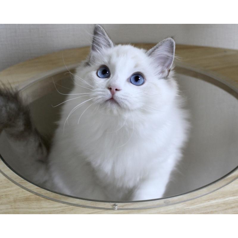 販売中の山梨県のラグドール-120017の8枚目