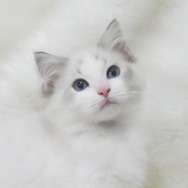 商談中の茨城県のラグドール-128118の1枚目