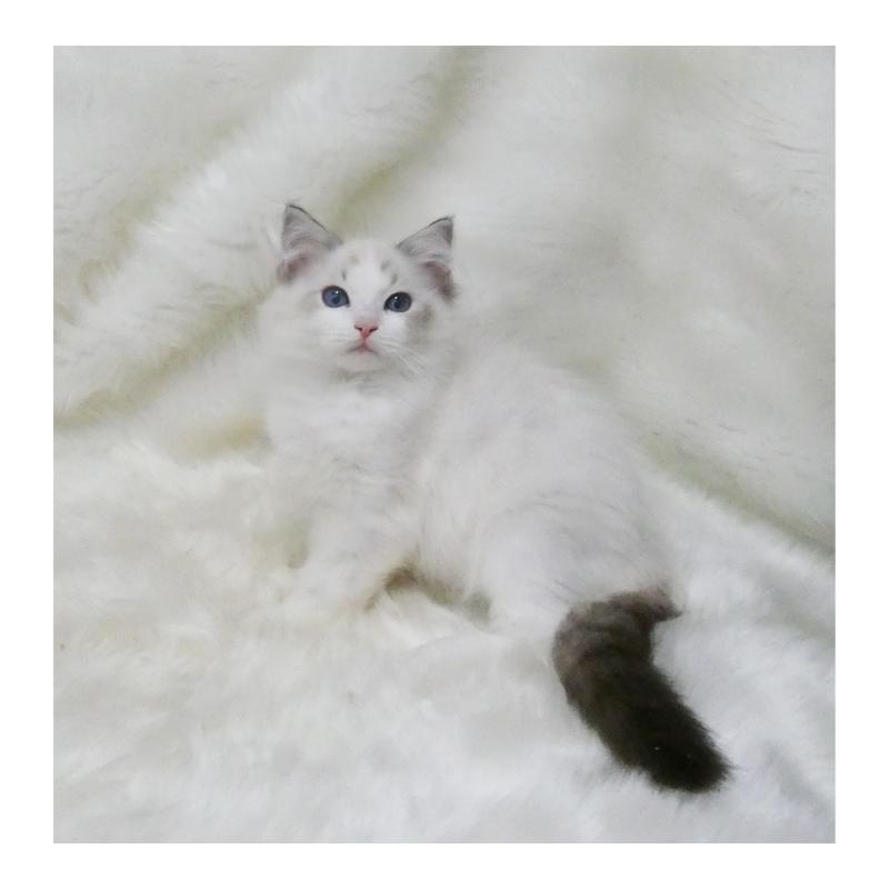 商談中の茨城県のラグドール-128118の4枚目