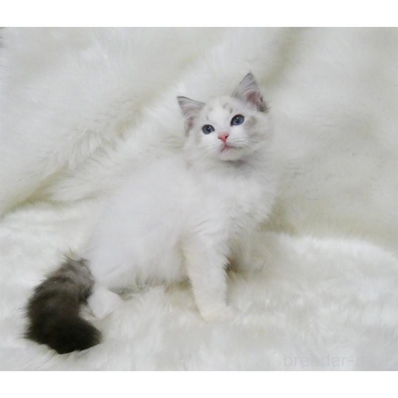 商談中の茨城県のラグドール-128118の3枚目