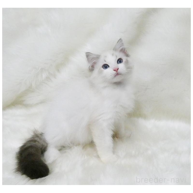 商談中の茨城県のラグドール-128118の2枚目