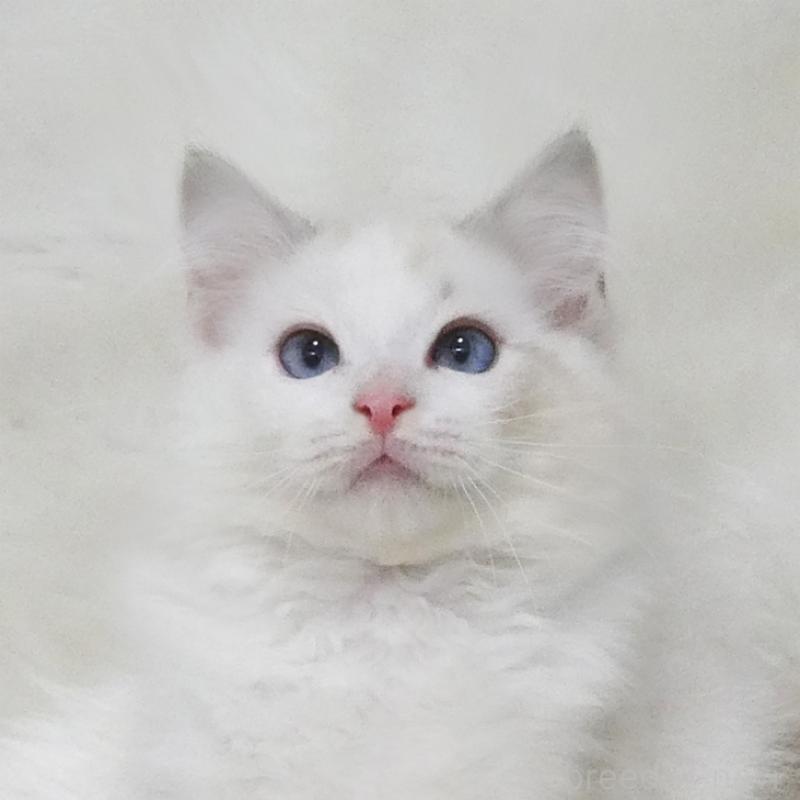 販売中の茨城県のラグドール-129643の1枚目