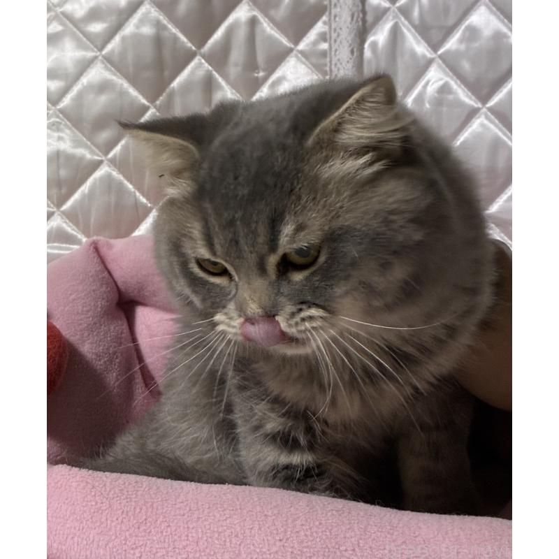 販売中の神奈川県のスコティッシュフォールド(折れ耳)-123437の16枚目