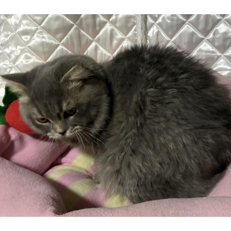 販売中の神奈川県のスコティッシュフォールド(折れ耳)-123437の15枚目