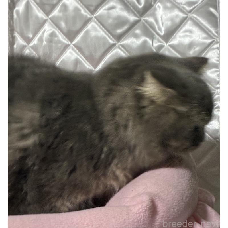 販売中の神奈川県のスコティッシュフォールド(折れ耳)-123437の14枚目