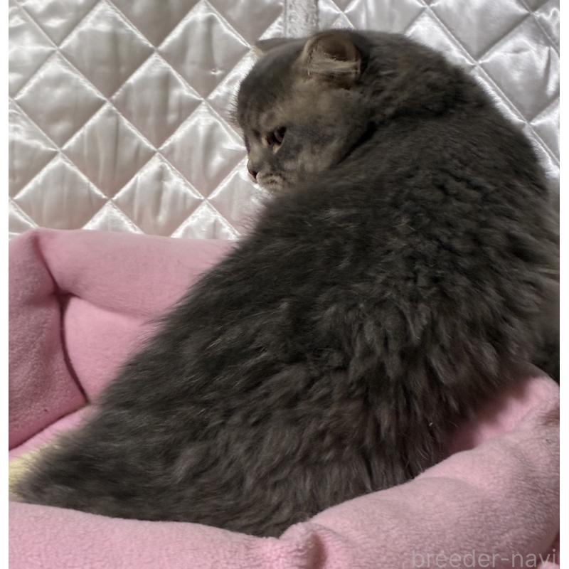 販売中の神奈川県のスコティッシュフォールド(折れ耳)-123437の13枚目