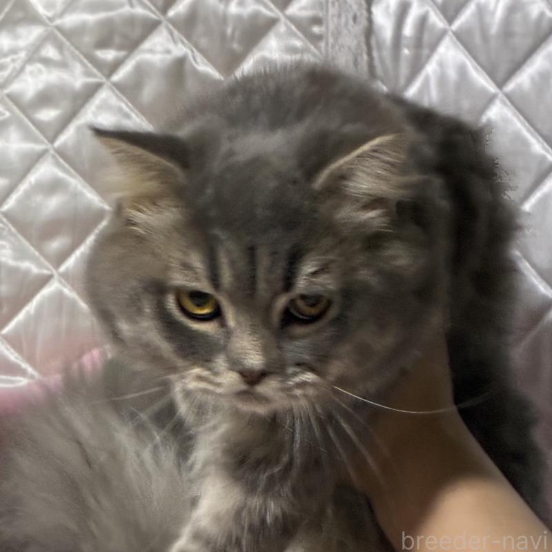 販売中の神奈川県のスコティッシュフォールド(折れ耳)-123437の12枚目