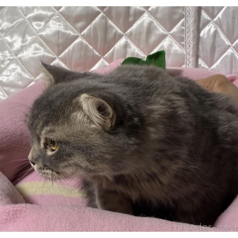 販売中の神奈川県のスコティッシュフォールド(折れ耳)-123437の11枚目