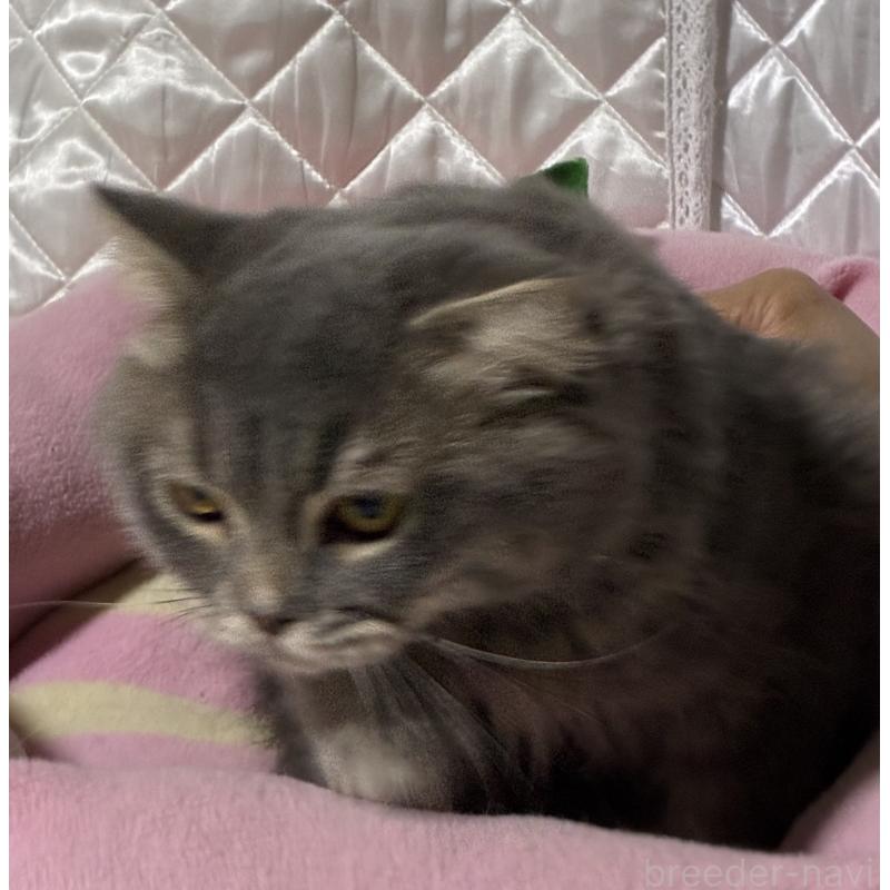 販売中の神奈川県のスコティッシュフォールド(折れ耳)-123437の9枚目