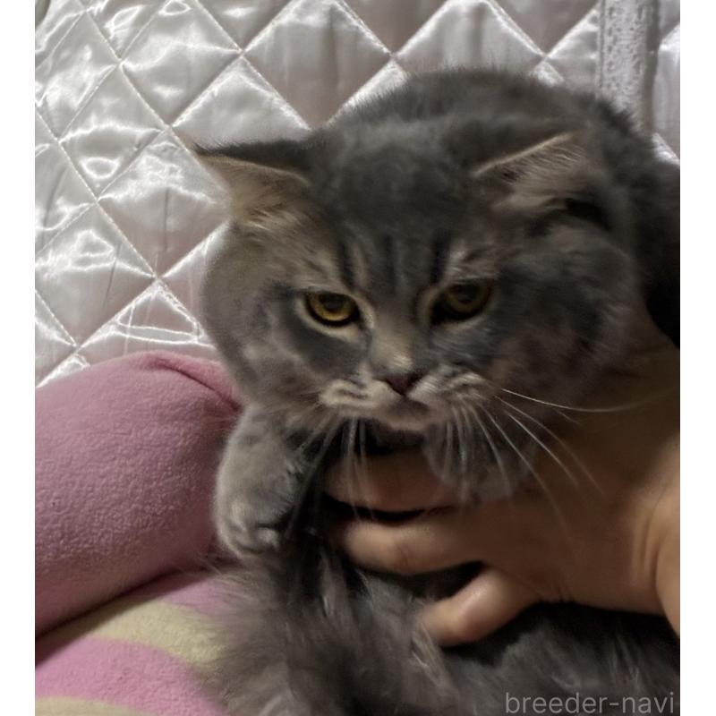 販売中の神奈川県のスコティッシュフォールド(折れ耳)-123437の8枚目