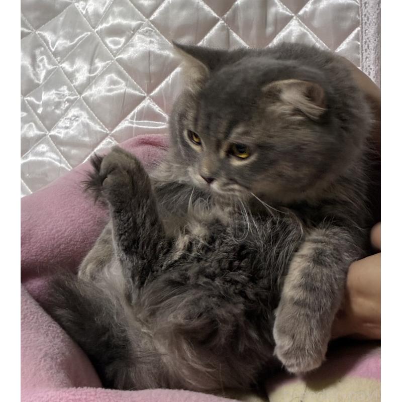 販売中の神奈川県のスコティッシュフォールド(折れ耳)-123437の7枚目