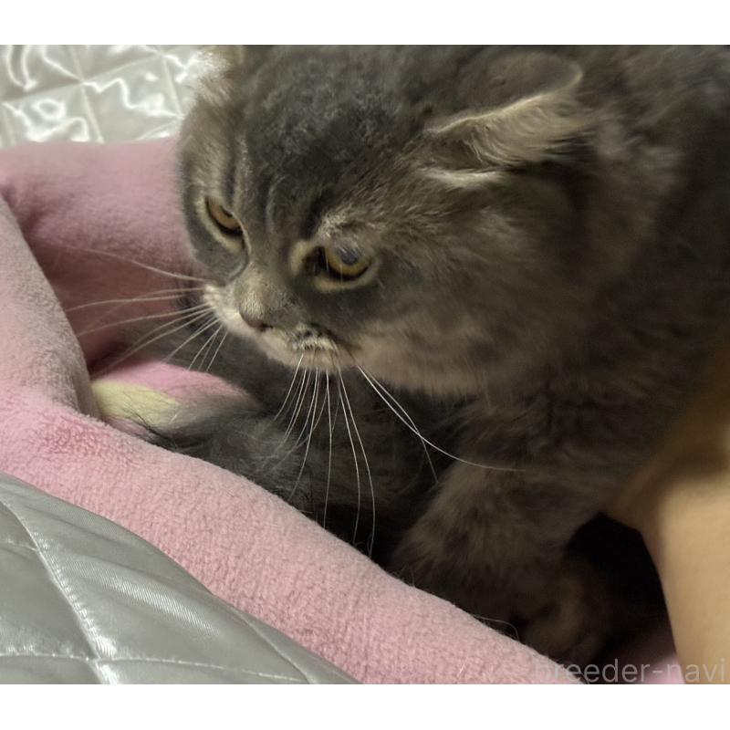 販売中の神奈川県のスコティッシュフォールド(折れ耳)-123437の6枚目