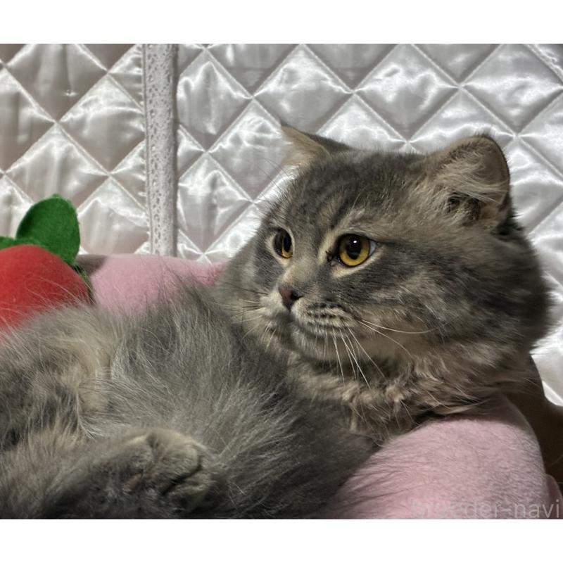 販売中の神奈川県のスコティッシュフォールド(折れ耳)-123437の5枚目