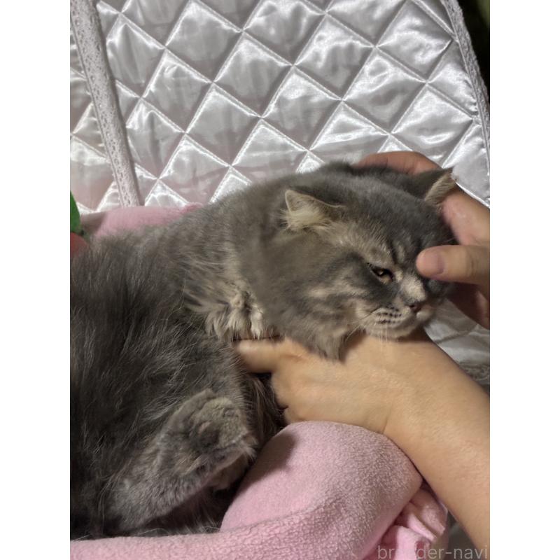 販売中の神奈川県のスコティッシュフォールド(折れ耳)-123437の4枚目
