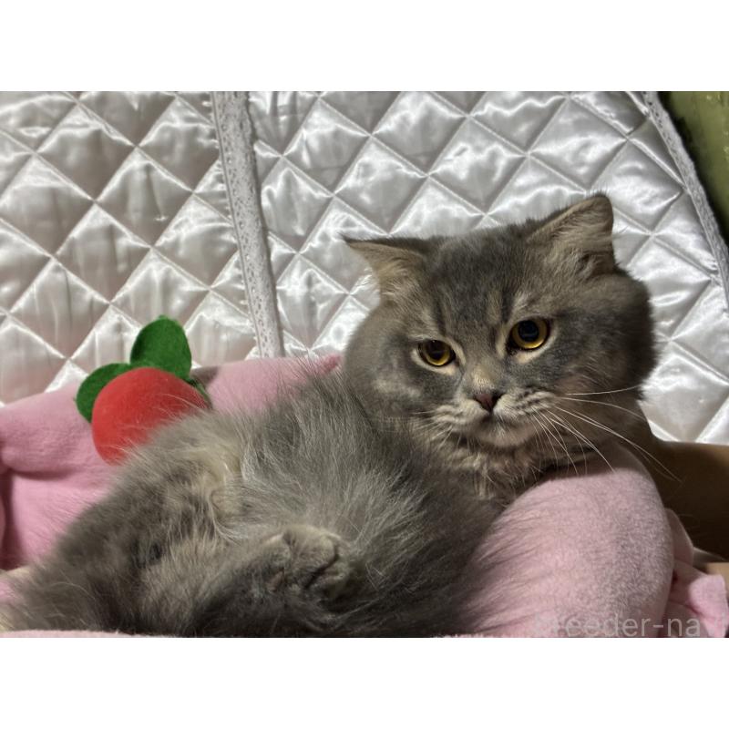 販売中の神奈川県のスコティッシュフォールド(折れ耳)-123437の3枚目