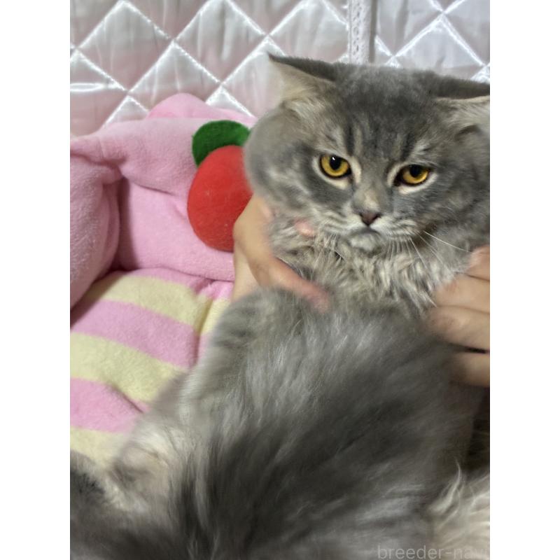 販売中の神奈川県のスコティッシュフォールド(折れ耳)-123437の2枚目