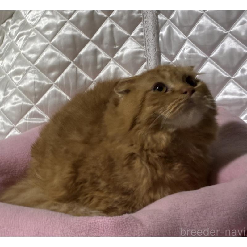 販売中の神奈川県のスコティッシュフォールド(折れ耳)-123436の11枚目