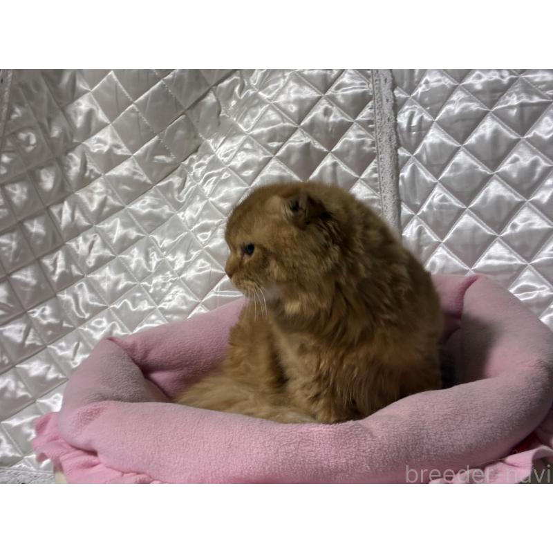 販売中の神奈川県のスコティッシュフォールド(折れ耳)-123436の10枚目