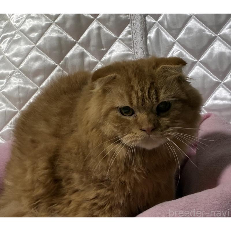 販売中の神奈川県のスコティッシュフォールド(折れ耳)-123436の9枚目