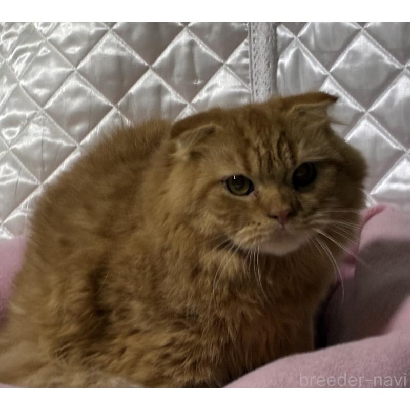 販売中の神奈川県のスコティッシュフォールド(折れ耳)-123436の8枚目