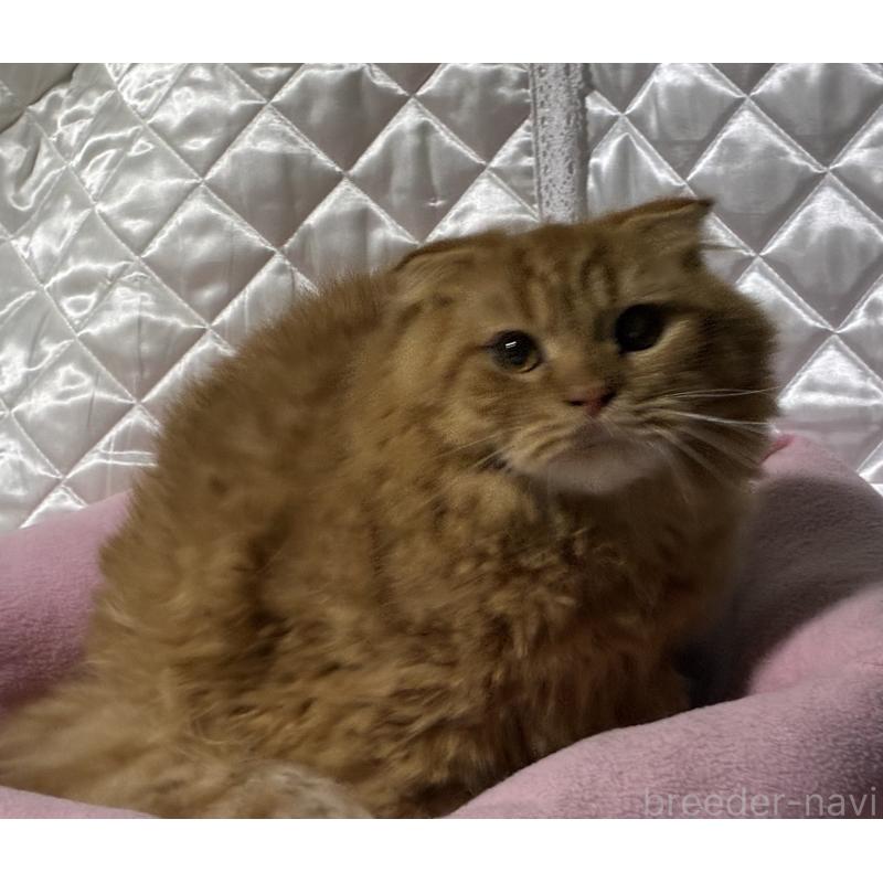 販売中の神奈川県のスコティッシュフォールド(折れ耳)-123436の6枚目
