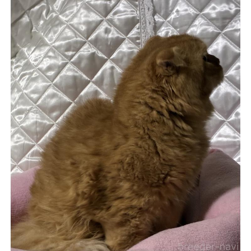 販売中の神奈川県のスコティッシュフォールド(折れ耳)-123436の5枚目