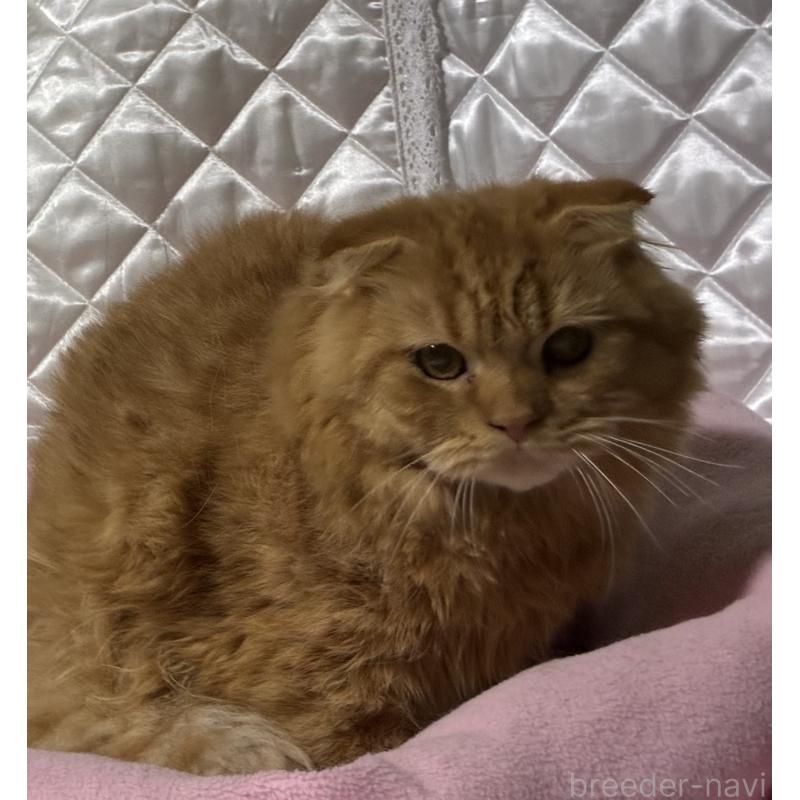 販売中の神奈川県のスコティッシュフォールド(折れ耳)-123436の4枚目