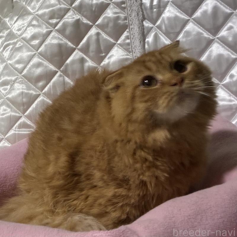 販売中の神奈川県のスコティッシュフォールド(折れ耳)-123436の3枚目