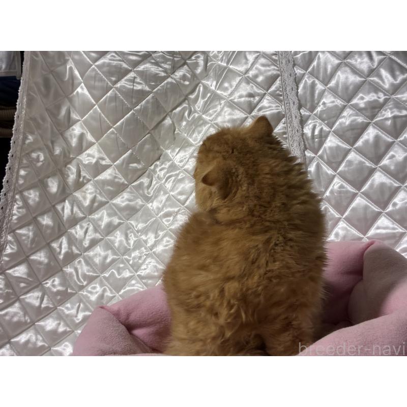 販売中の神奈川県のスコティッシュフォールド(折れ耳)-123436の2枚目